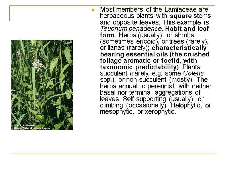 Most members of the Lamiaceae are herbaceous plants with square stems and opposite leaves.